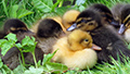 lente